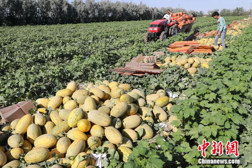 種在土地里，甜在街巷間 以城市命名的水果隱藏的地域甜蜜