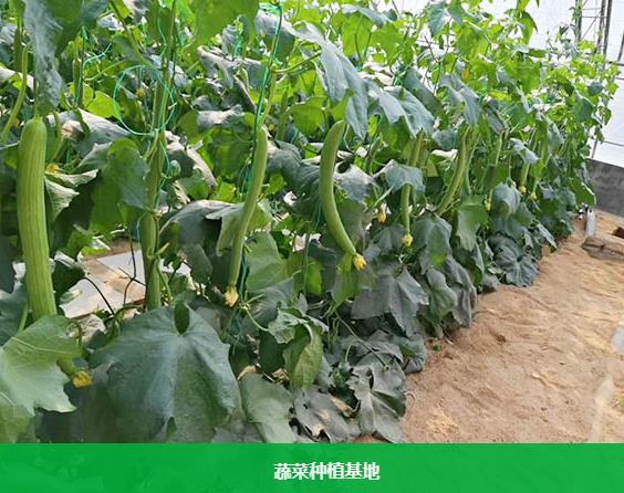 東莞蔬菜配送服務的創新與水果種植產業的協同發展