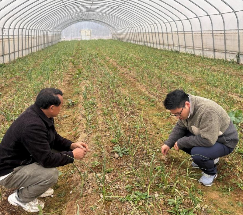 我院教師深入陽新開展果蔬種植技術服務，助力鄉村振興